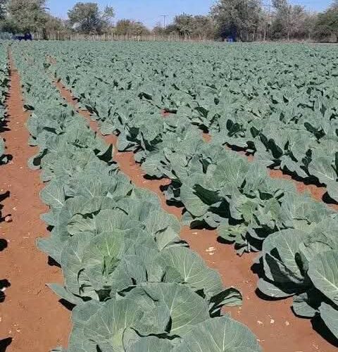 SOME FACTS ABOUT PLANTING CABBAGE