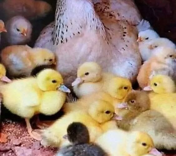 CAN HEN HATCH THE EGGS OF DUCK AND TURKEY? IF YES, HOW