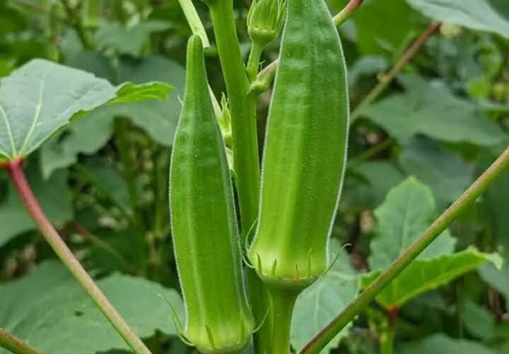 Learn OKRA FARMING