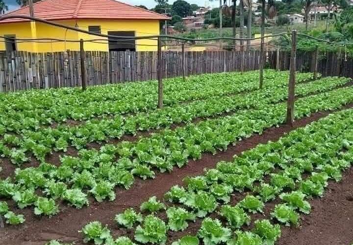 GUIDELINES ON VEGETABLE FARMING