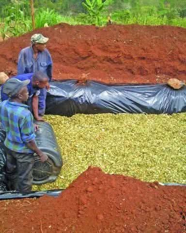 TRADITIONAL VS SMART SILAGE MAKING: WHICH SIDE ARE YOU ON?