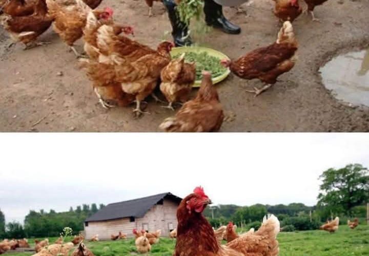 5 Uses Of Moringa plant and how to use it in Poultry Farming.