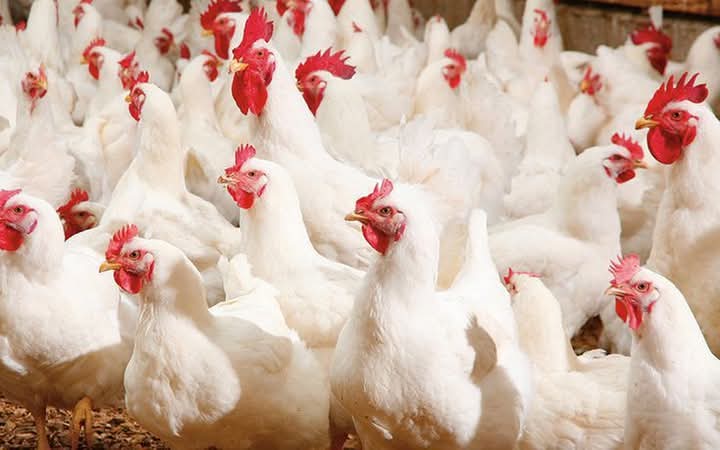 Top 10 African Countries With The Largest Population Of Chicken
