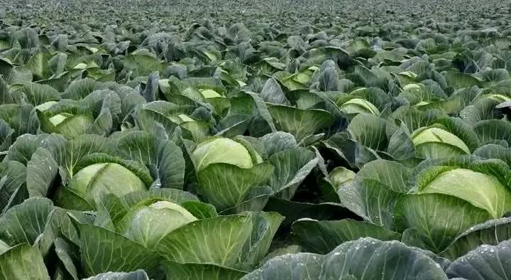 Here are 3 tips for growing cabbage successfully