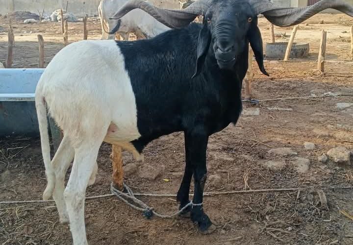 LOCAL WAYS TO CHECK IF A RAM IS S!CK BEFORE YOU PAY