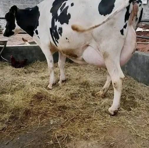 Meet Ibrahim Musa: A Dairy Farming Success Story
