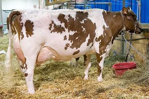 Jersey Cows: Small Body, Big Milk – The Ideal Dairy Breed for Smart Farmers