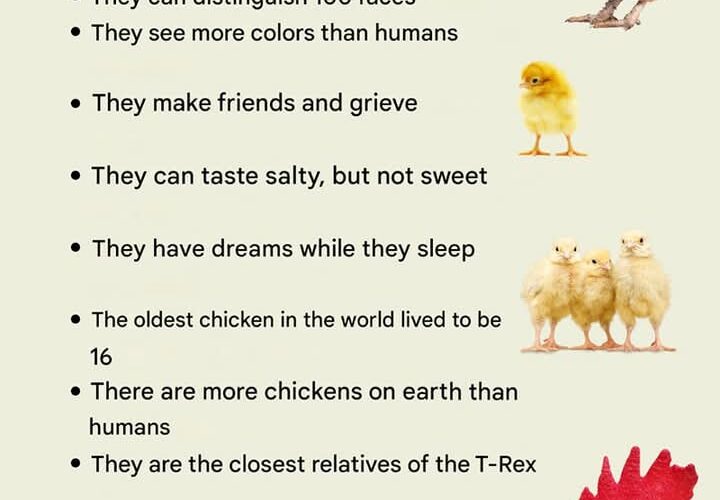 Chickens are far more extraordinary than they seem — intelligent, emotional, and deeply connected to nature