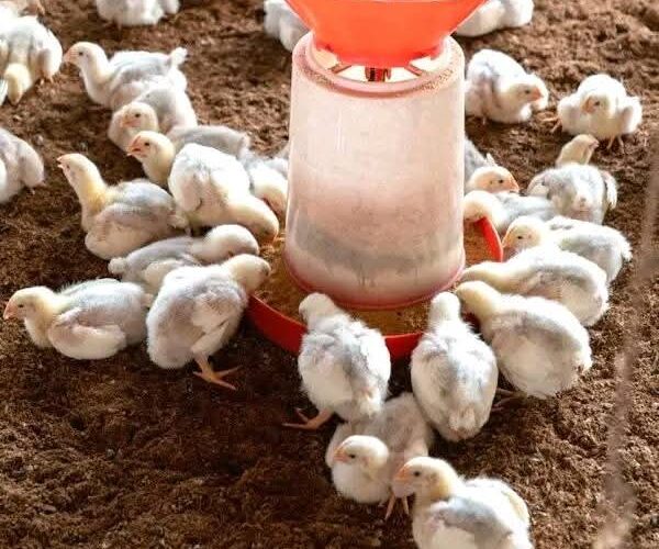 WHEN INTRODUCING CHICKS IN YOUR FARM OBSERVE THE FOLLOWING