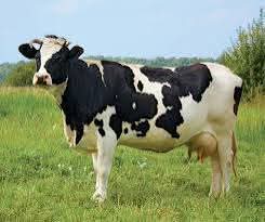 How to Crossbreed Holstein Friesian and White Fulani for Higher Milk Production in Nigeria