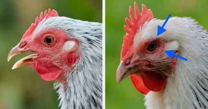 Why Is Your Chicken Drooling? Hidden Dangers Every Poultry Keeper Must Know