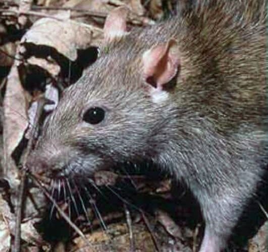 RAT CONTROL IN POULTRY