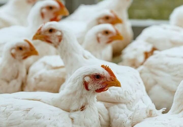 How many cups of feed: chicks, layers, broilers