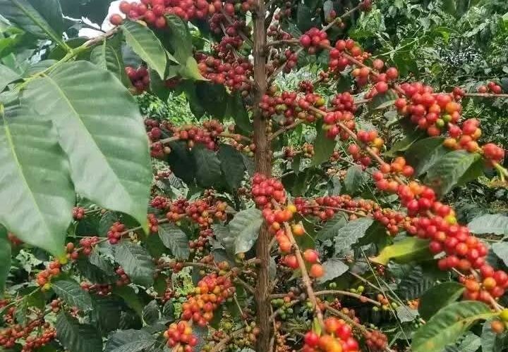 4 tips for a successful coffee farming