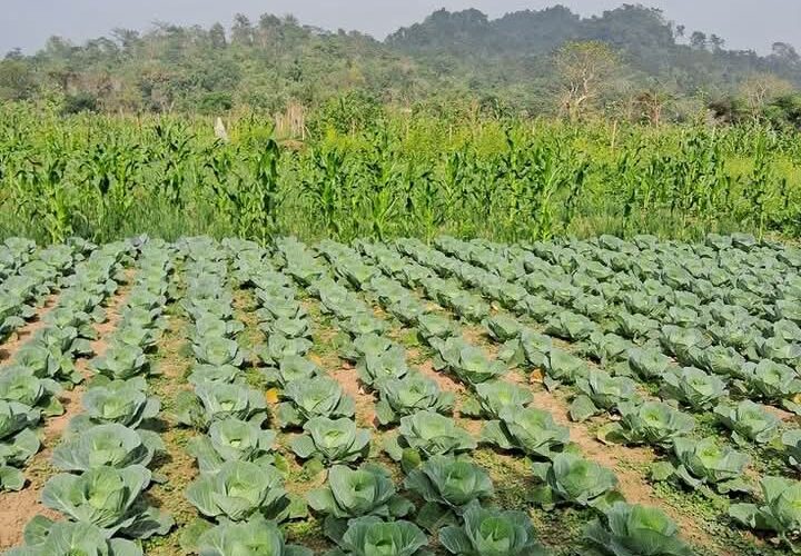 What Makes A Farmer Successful